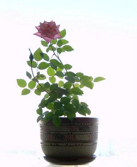 Финская роза