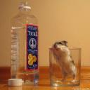 Save water - eat hamsters