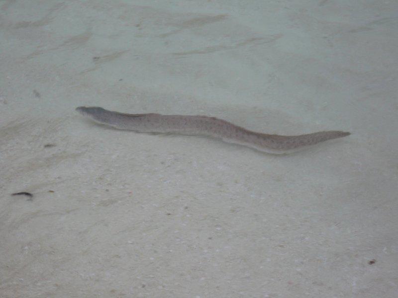 Рифовая змея