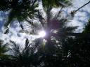 Солнце сквозь пальму