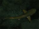 Рифовая акула (съёмка ночью)