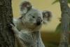 Прикрепленное изображение: koala.jpg