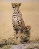 Прикрепленное изображение: gepard.jpg