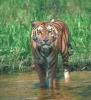 Прикрепленное изображение: tigr.jpg