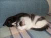 Прикрепленное изображение: котенок4.JPG